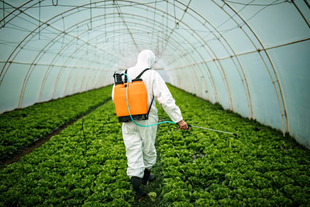 Best Pest Removal Services  in Key West, FL