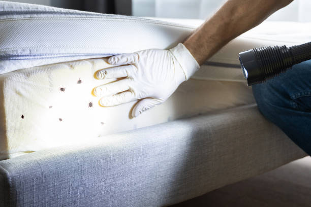 Best Pest Control Near Me in Key West, FL