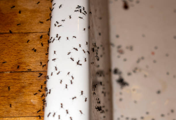 Best Affordable Pest Control Services  in Key West, FL