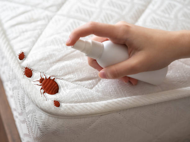 Best Wasp Removal Services  in Key West, FL