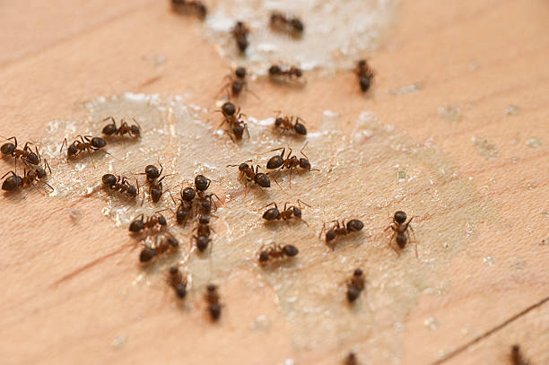 Flea Control Services in Key West, FL